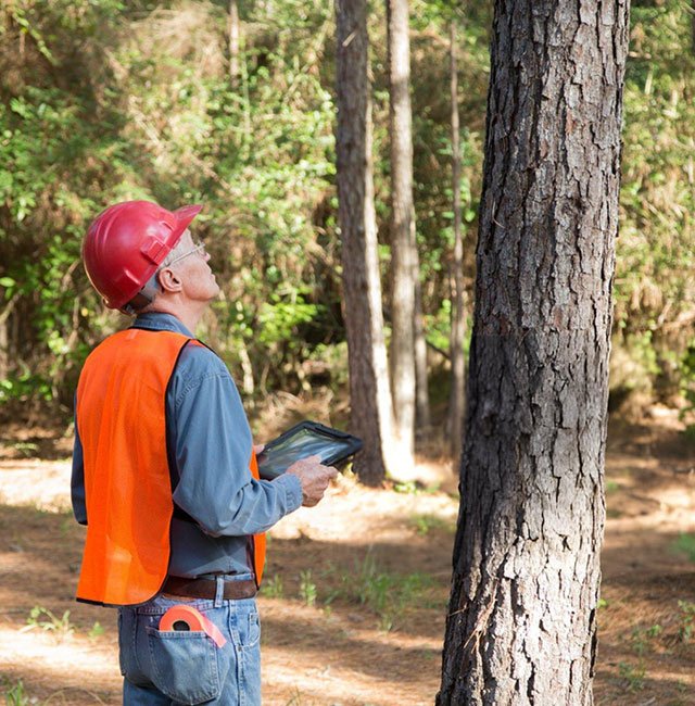 On-Site Tree Consultation in Melbourne