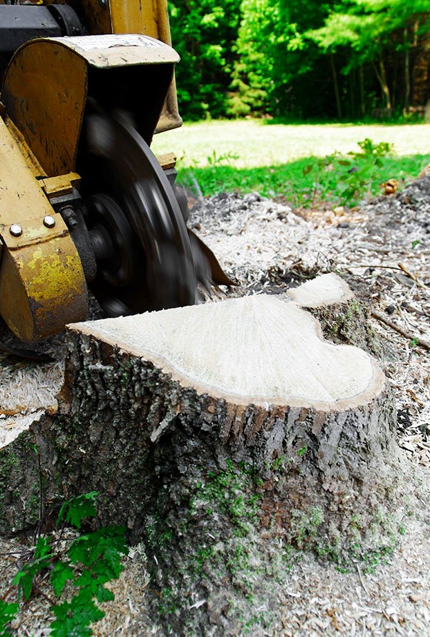 Root and Stump Removal Services in Melbourne