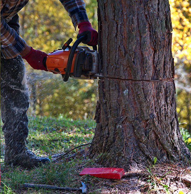 Tree Removal Services in Melbourne